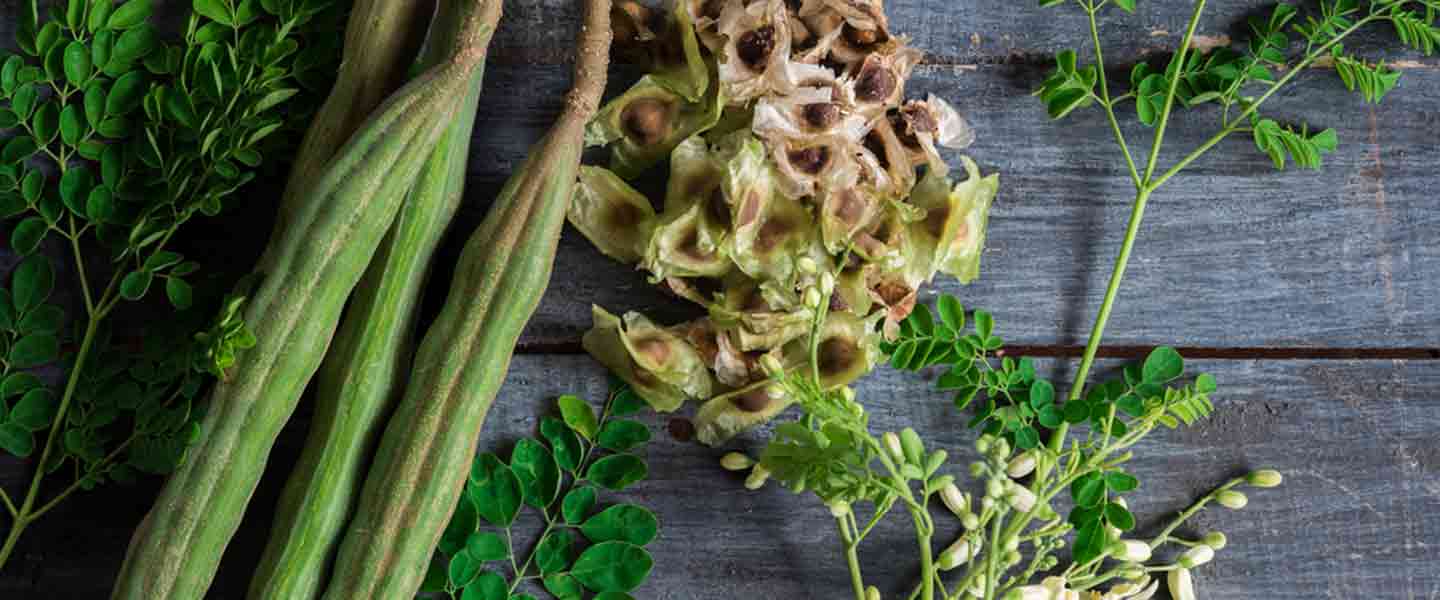 Xinhu Moringa Tea, Xinhuma l-Benefiċċji tat-Te Moringa?